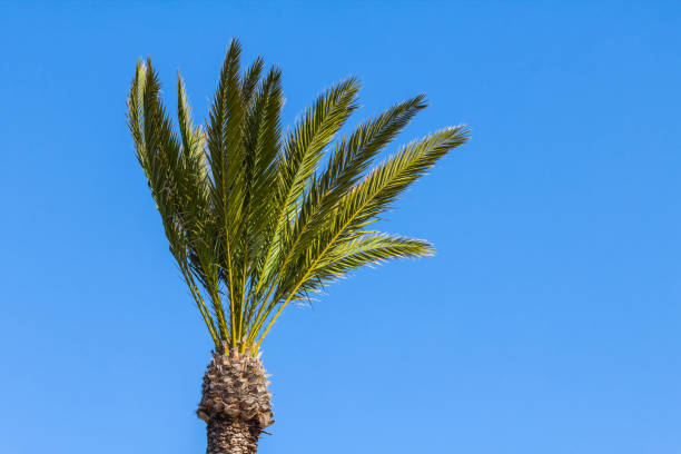 istock closeup palm tree on a blue sky background 1194059841