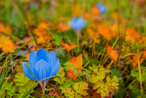beautiful blue autumn  flower in a grass