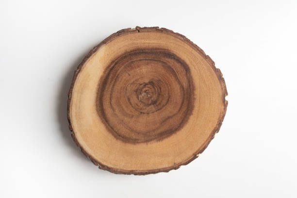Cross section of tree stump on white table flat lay top view. Wooden cut section. stock photo