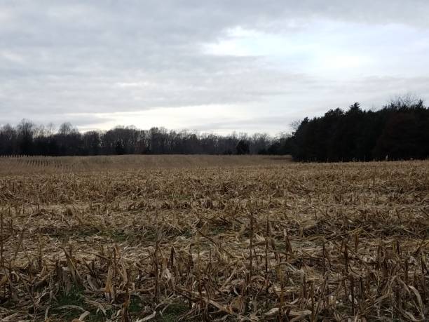 istock brown corn field and trees on farm 1194060730