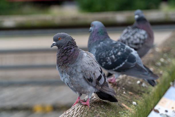 istock Sitting pigeon on a dirty roof 1194061308