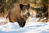Tough wild boar running on a snowy meadow covered in snow in wintertime.