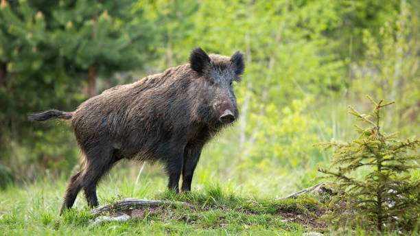 Dominant wild boar displaying on a hill near little spruce tree. stock photo