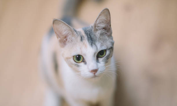 istock a domestic cat looking at camera 1194062242