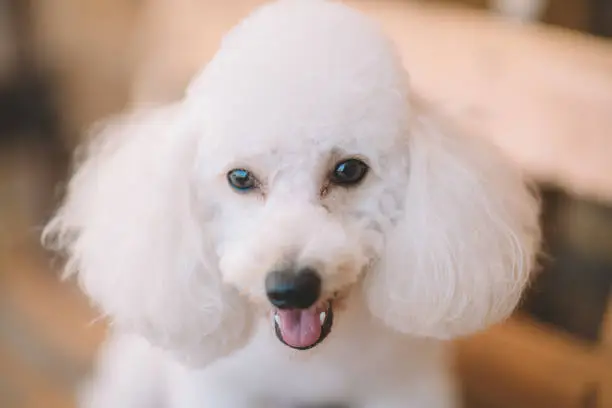 Photo of a white toy poodle looking at the camera