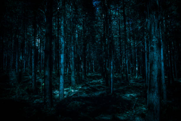 istock Magical lights sparkling in mysterious pine forest at night. 1194062453