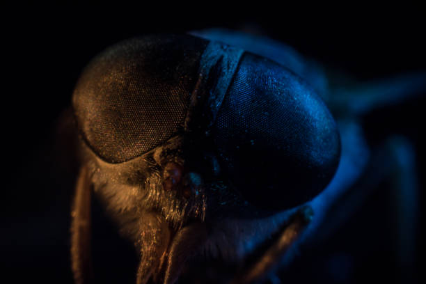 istock Mixed light. Horsefly or Gadfly or Horse Fly Diptera Insect Macro. Selective focus. 1194062485