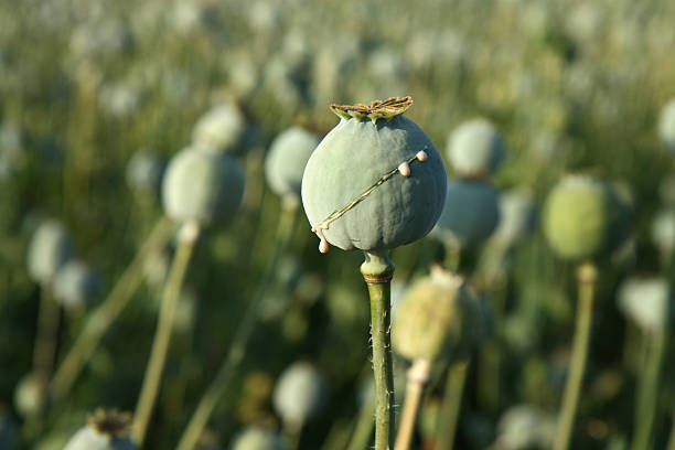 harvest of opium from poppy on the field stock photo