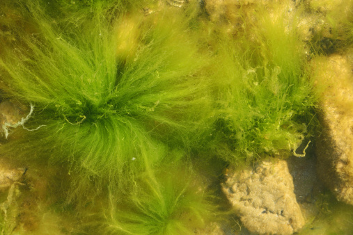 Wet shiny seaweed on the Thames estuary