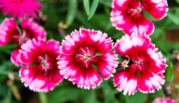 istock Dianthus flowers blossoming in the park 1194066509
