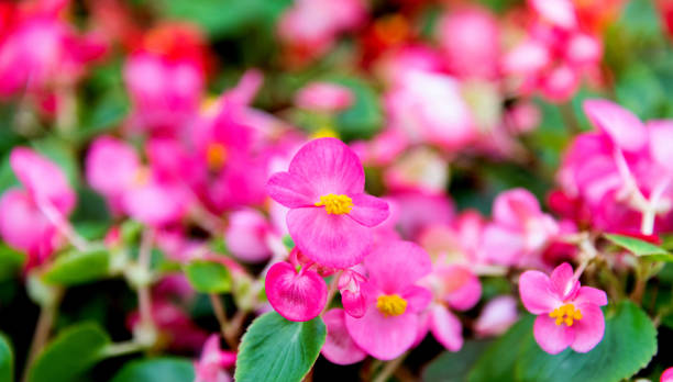 Wax begonia flowers blossoming in the park Wax begonia flowers blossoming in the park. begoniaceae stock pictures, royalty-free photos & images