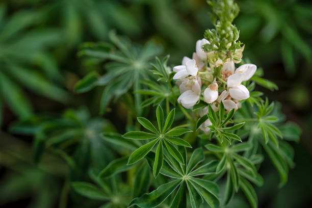 Lupine green star shaped leaves with white flower