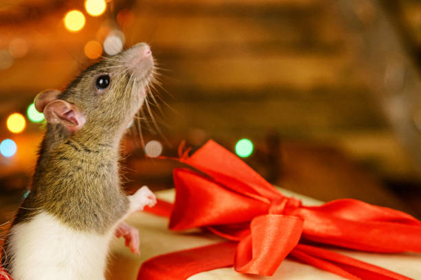 porträt einer ratte mit einem geschenk auf einem neuen jahr hintergrund mit bokeh - flitter mouse stock-fotos und bilder