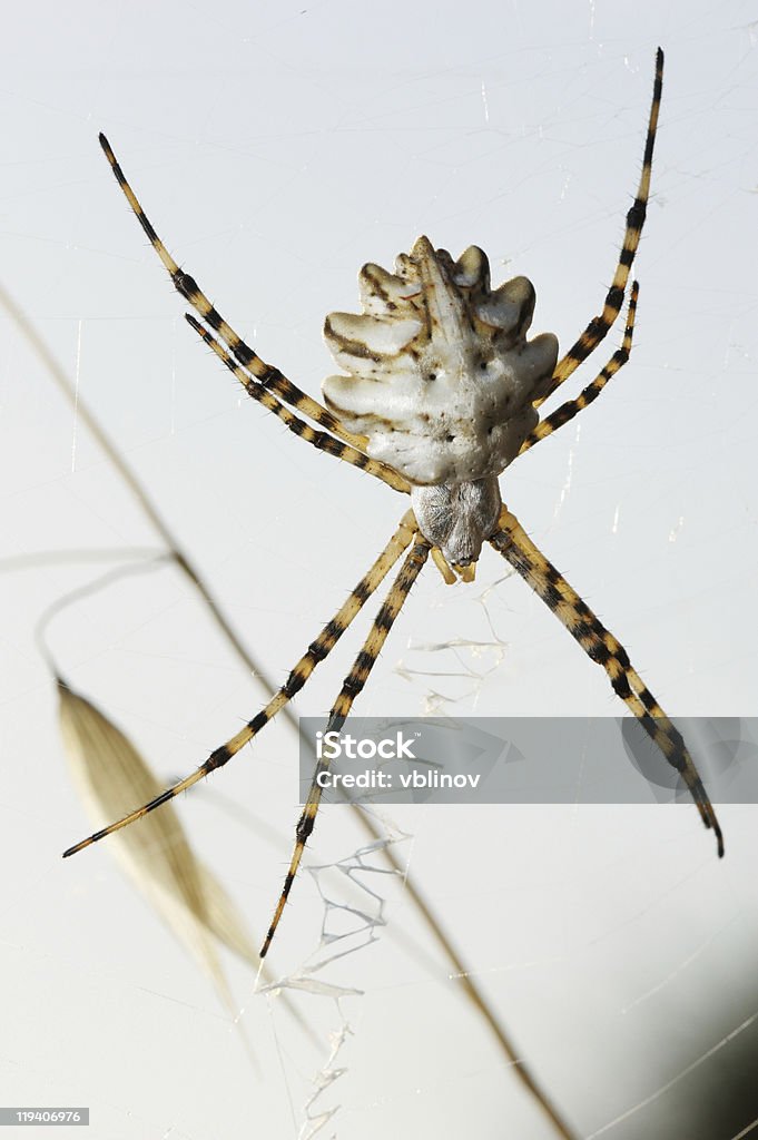 クモ argiope lobed - カラー画像のロイヤリティフリーストックフォト