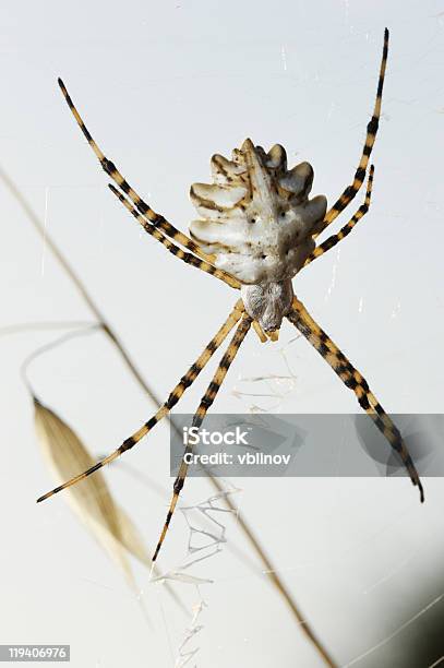 クモ Argiope Lobed - カラー画像のストックフォトや画像を多数ご用意 - カラー画像, クモ, クモの巣