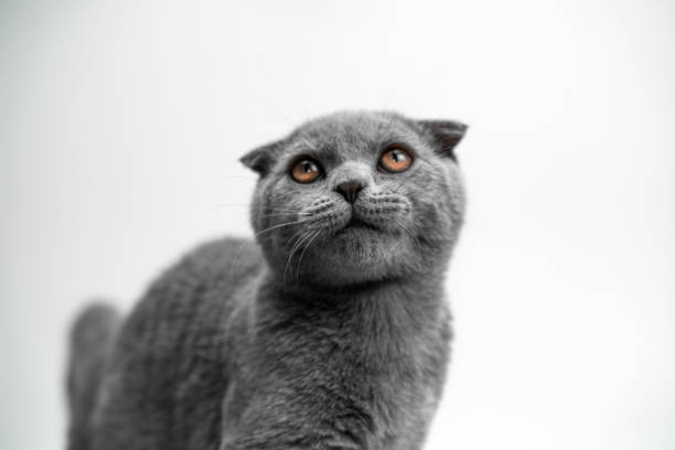 istock Scottish Fold kitten, 5 months old, standing in front of white background 1194070048