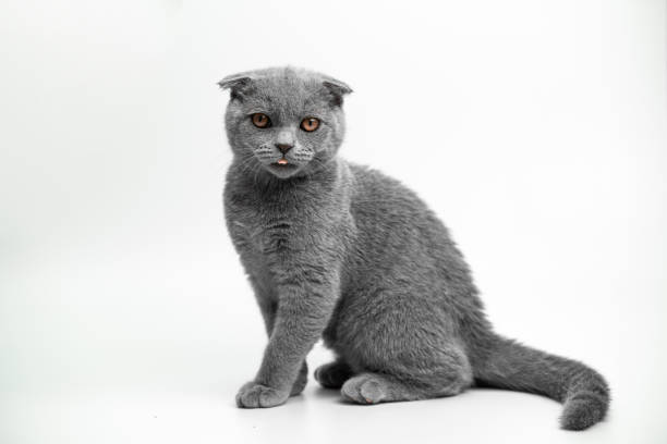 Scottish Fold kitten, 4 months old, standing in front of white background kitty