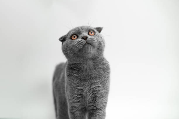 istock Scottish Fold kitten, 5 months old, standing in front of white background 1194070167
