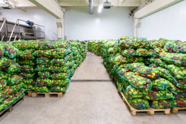 istock Sweet bulgarian peppers in bags in a storage warehouse before processing 1194071176