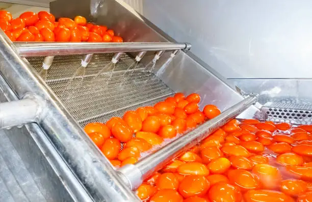 Photo of Red tomatoes fall into tanks filled with water to wash and come out clean for further processing.