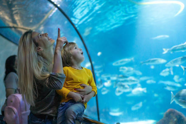Back view of preschooler looking at group of fish swimming in large aquarium tank, exploring underwater world, enjoying excursion to oceanarium
