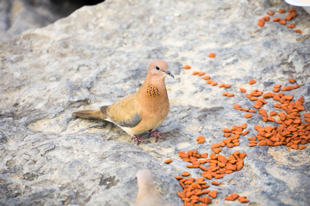 Laughing Dove - Kruger National Park, South Africa.