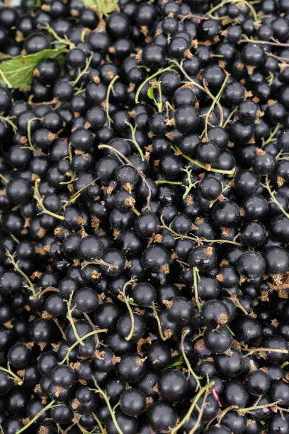 istock Fresh black currant put up for sale in a box. 1194071482