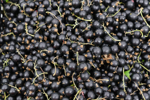 istock Fresh black currant put up for sale in a box. 1194071531