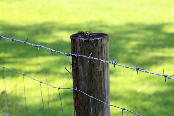istock Fence post with barbed wire fencing on a green background 1194072924