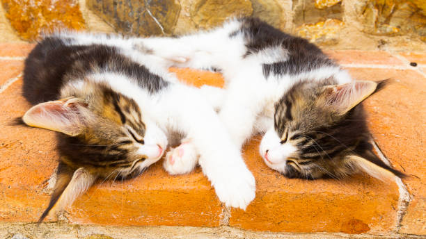 istock two Maine Coon kittens sleeping together 1194074367