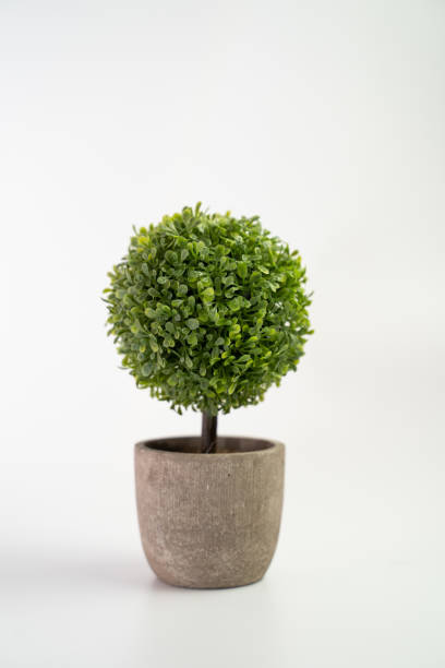 olla de árbol sobre fondo blanco y espacio de copia. planta de casa para decoraciones - artificial tree fotografías e imágenes de stock