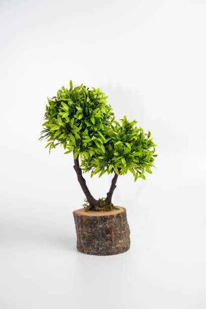 istock Tree pot on white background and copyspace. Houseplant for decorations 1194075946