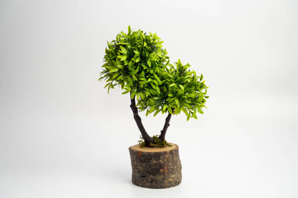 istock Tree pot on white background and copyspace. Houseplant for decorations 1194075954