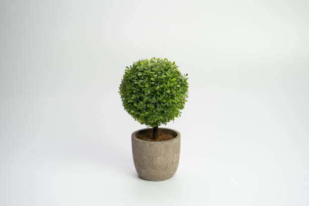 istock Tree pot on white background and copyspace. Houseplant for decorations 1194075955