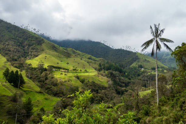 istock Cocora valley - Colombia 1194078030