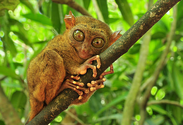 tarsier - visayan islands photos et images de collection