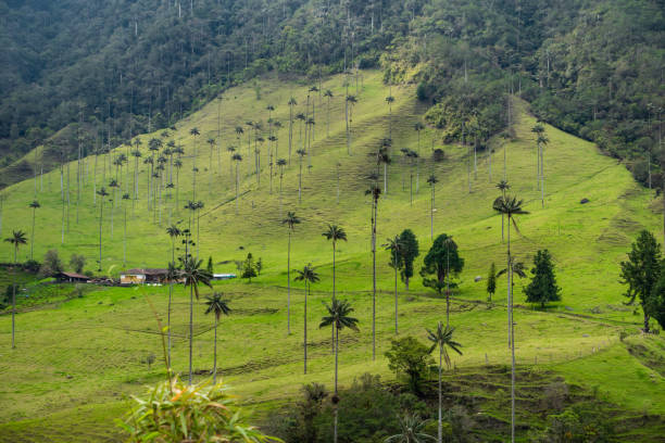 istock Cocora valley - Colombia 1194078609