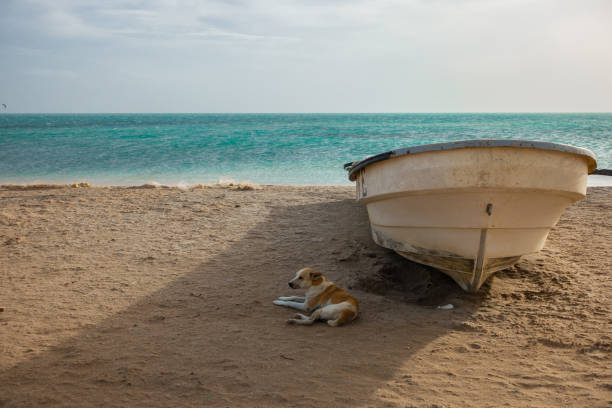 istock Hot dog - Cape La Vela 1194080446