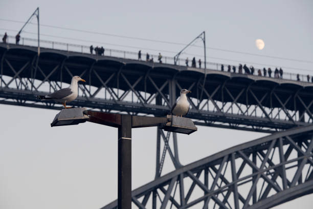 Photograph of two seagulls perched on a lamppost with the Luis I bridge, people walking and the full moon behind, Porto, Portugal, 12/6/2019