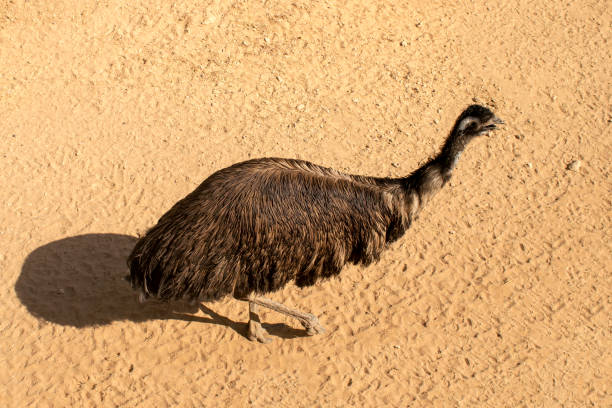 Single Australian Emu bird om sandy background stock photo