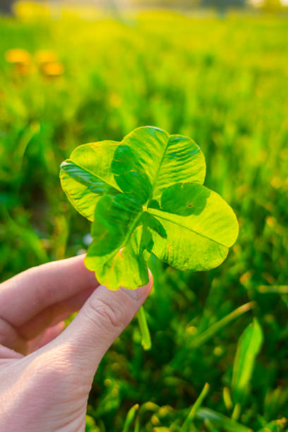istock Four-leaf clover against green field 1194084189