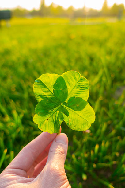 istock Four-leaf clover against green field 1194084722