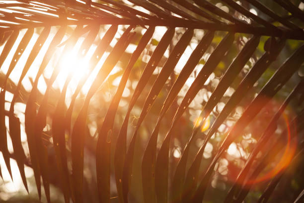 istock Glowing sun shines through palm leaves. 1194085987