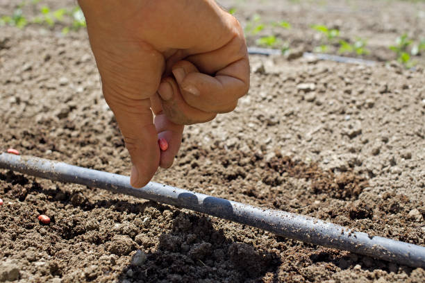 istock Man dig soil to plant seeds with pickaxe and drip irrigation hose. 1194086040