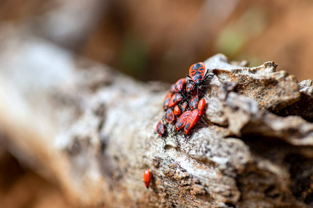 Group of European firebugs sitting on the dry branch. Macro view, selective focus