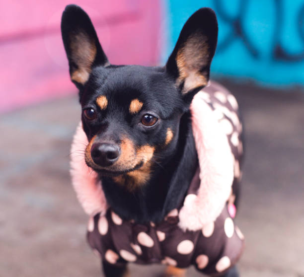 istock Black dog of toy terrier breed posing in clothes 1194088766