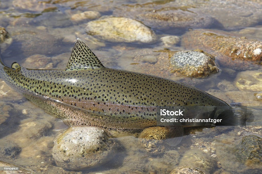 Wild Trota iridea ha preso un volo - Foto stock royalty-free di Ambientazione esterna