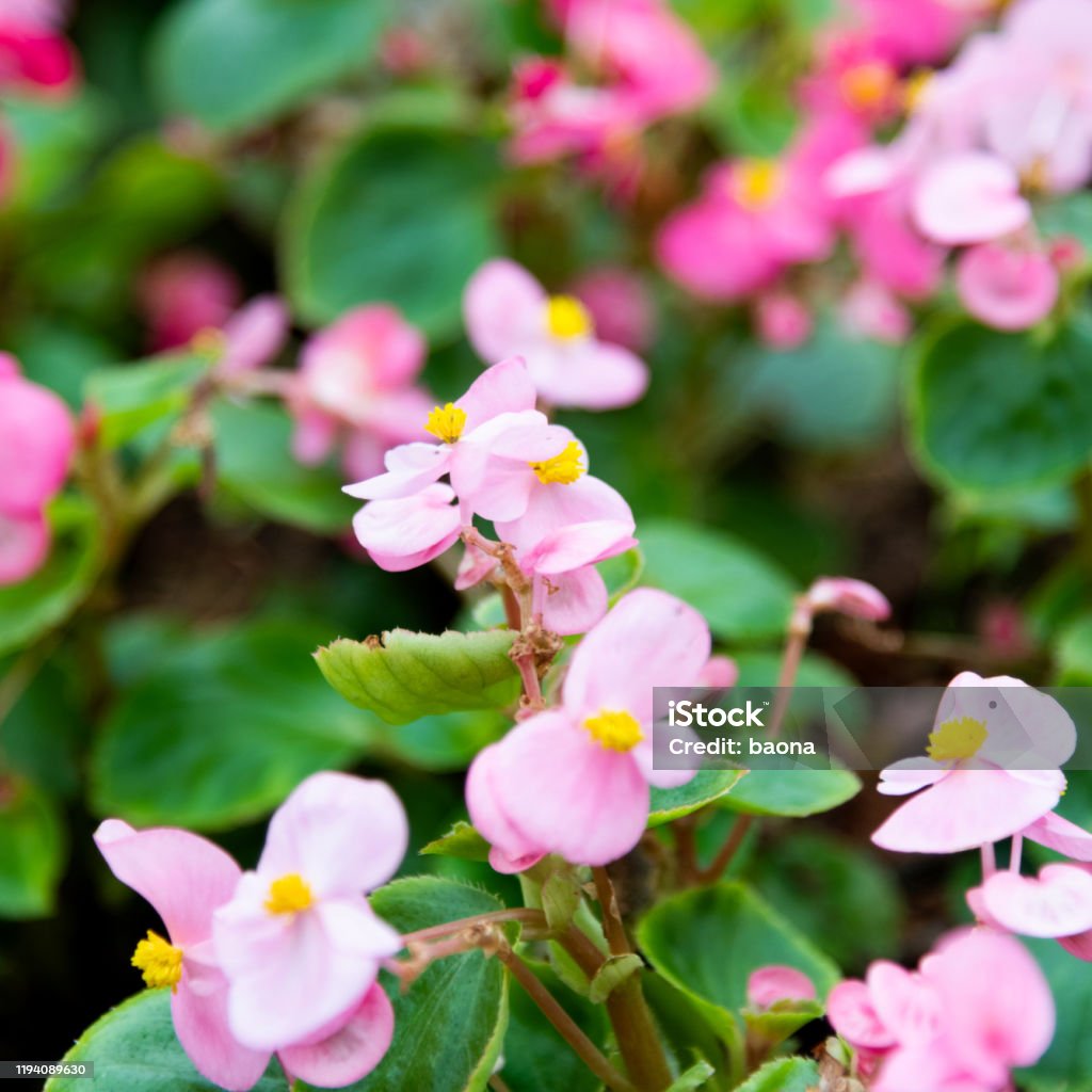 Flores De Begonia De Cera Floreciendo En El Parque Foto de stock y más  banco de imágenes de Aire libre - Aire libre, Ajardinado, Arbusto - iStock