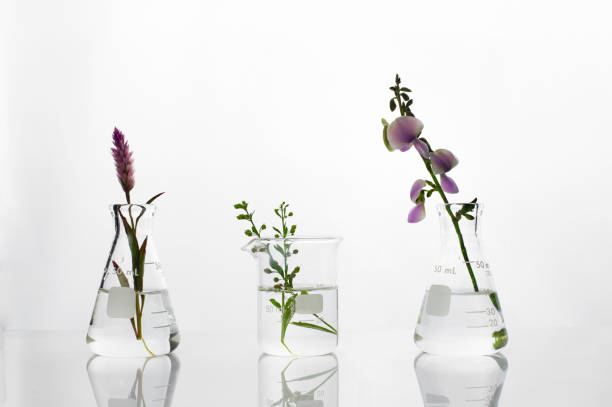 wild green plant och purple flower kolv och bägare i bioteknik kosmetisk vetenskap vit laboratorie bakgrund - flower dna bildbanksfoton och bilder