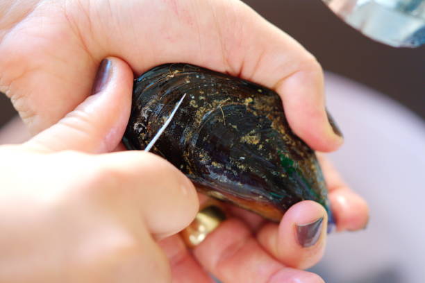 mussels, clam cleaning